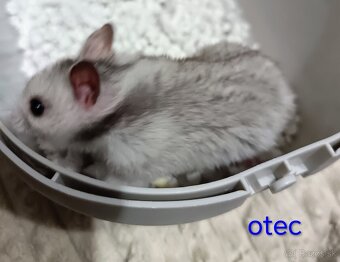 Škrečok sýrsky - 2