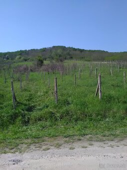 Predám vinohrad v Rači pri Peknej ceste - 2
