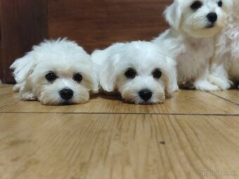 Maltezák šteniatka - 2