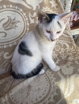 Darujem mačičku - 2