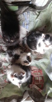 Darujem mačiatka - 2