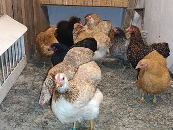 Zdrobnelá wyandotka - 2