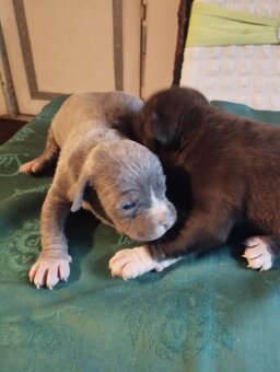 Americkí staford - 2