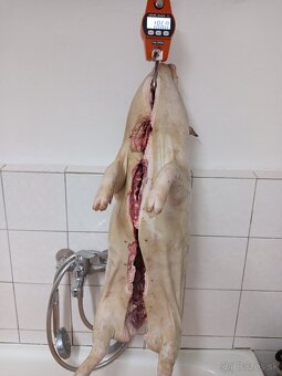 Predám vietnamské prasiatko - 2