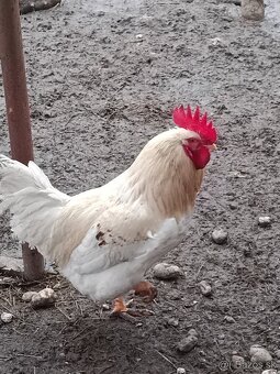 Kohúty - Gazdovský mix - 2