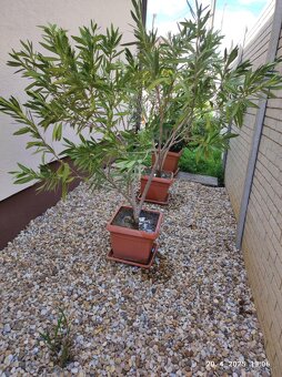 Oleander na predaj - 2