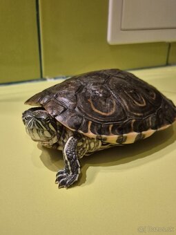 Korytnačka + akvarium - 2