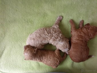 Maltipoo - 2