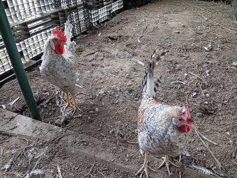 Predam kohutov . - 2