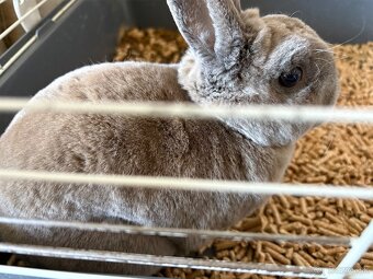 Klietka pre králika - 2