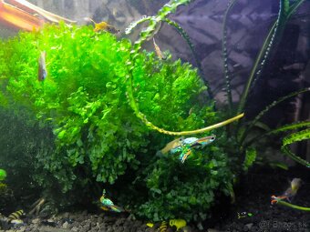 Monosolenium tenerum (Pelia Moss) - 2