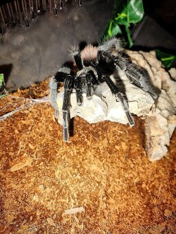 Pavúk, Vtáčkar, Terárium - 2