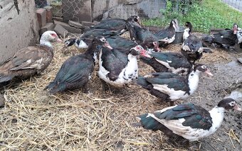 Kačica pižmová (čínska) - 2