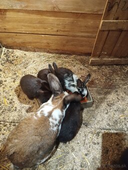 6 tyždnove mladé - 2