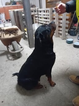 Šteňatá Rottweiler - 2