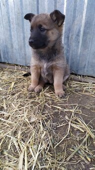 Belgický ovčiak - 2