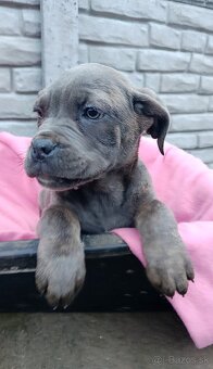 Cane Corso šteniatka - 2