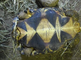 korytnačka lúčová - 2
