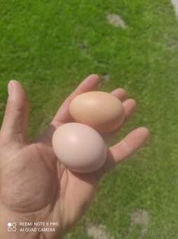 Hempsirka medenokrka - 2