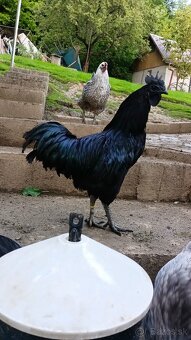 Ayam cemany kohút 🐓 - 2