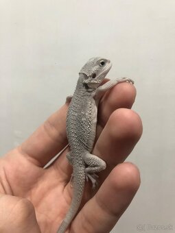 Hypo zero, Agama bradatá - 2