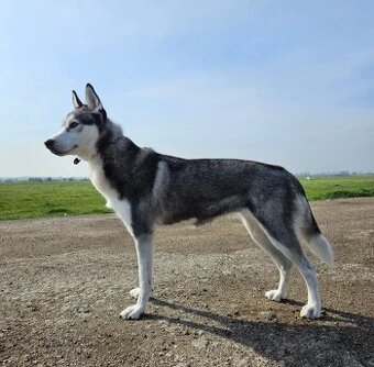 Prijímame rezervácie na šteniatka Sibírskeho Husky na jeseň - 2