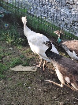 Predám pávy - 2