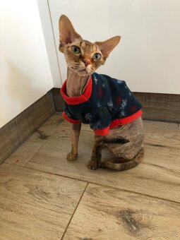 Sphynx - 2