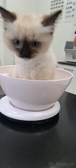 Ragdoll kocurik - 2
