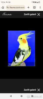 Hľadá sa prírodná korela straka Trebišov - 2