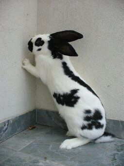 Nemecký obrovitý strakáč - 2