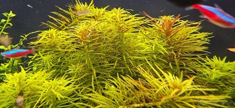 Pogostemon Stellatus - 2