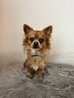 Čivava Pampi-fešák na krytie - 2