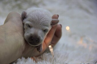 Taliansky chrtík - 2