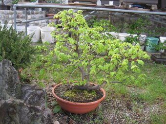 bonsai,bonsaj-hrab 6 - 2