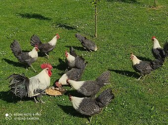 Nasadové vajíčka - 2