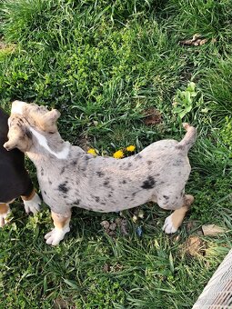American bully - 2