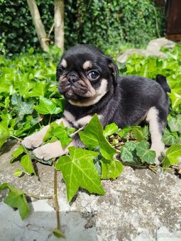 Mops - 2