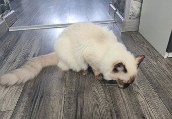Ragdoll - 2