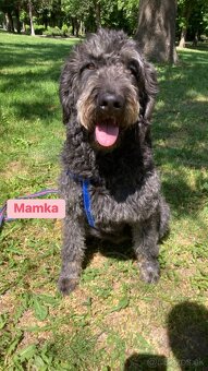 Labradoodle F1B - 2