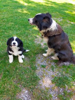 Steniatka Border Collie ( kolia ) k odberu - 2