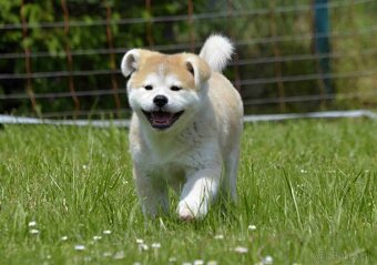 AKITA INU - 2