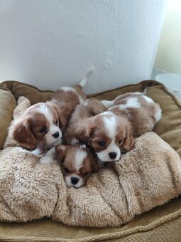 Cavalier cavalier king charles spaniel - 2