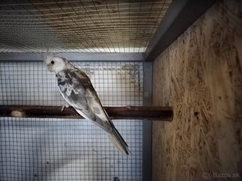 Korela chocholatá - 2