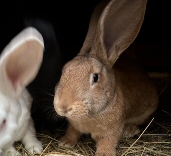 domáce králiky na predaj - 2