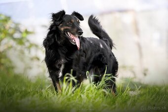 Darujem originál psa Luisa - mix hovawart - hrozí útulok - 2