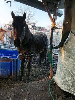 Mlady zrebec na predaj - 2