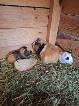 Morča , morské prasiatko, prasiatka - 2