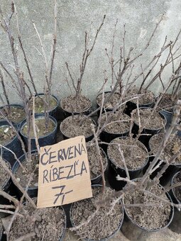 Josty, červené a čierne ribezle, maliny, šalvia - 2