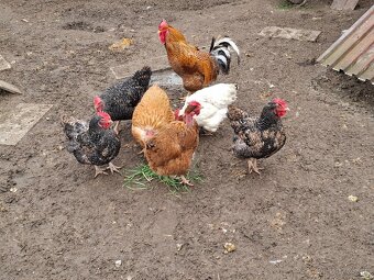 Násadove vajíčka- Gazdovský mix - 2